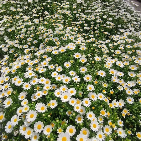 An Tale An Dream The Bosphorus 3 Appartamento *